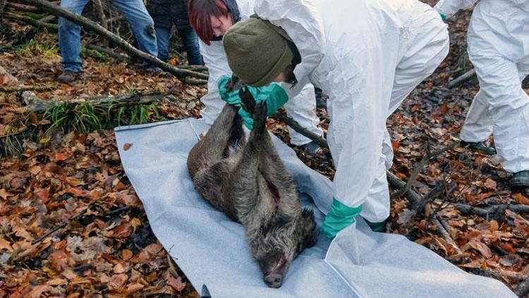 Almanya’dan virüse karşı Polonya sınırına çitli önlem