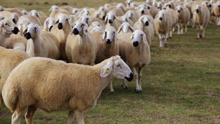 Rüyada koyun görmek ne anlama gelir? Rüyada koyun sürüsü görmenin anlamı