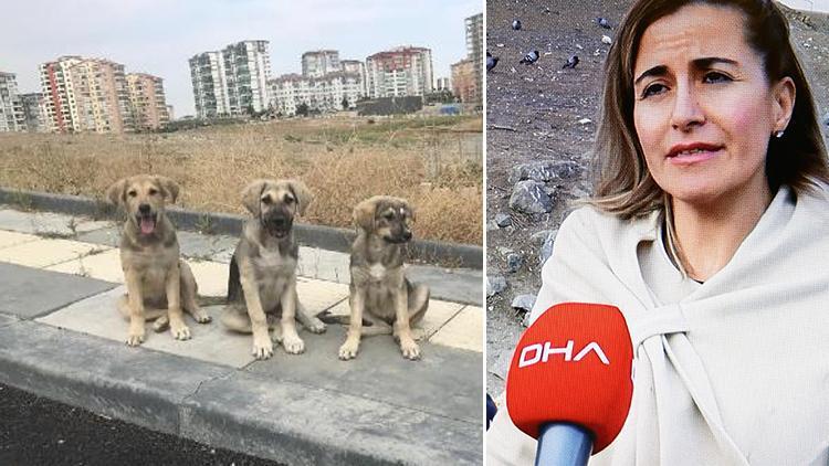 Son dakika haberler: Restoranlardan topluyorlar.. 13 farkı bölgede 200 köpeği besliyorlar