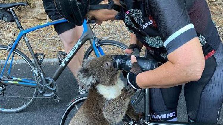 Sıcakta susuz kalan koalanın yardımına bisikletçiler yetişti