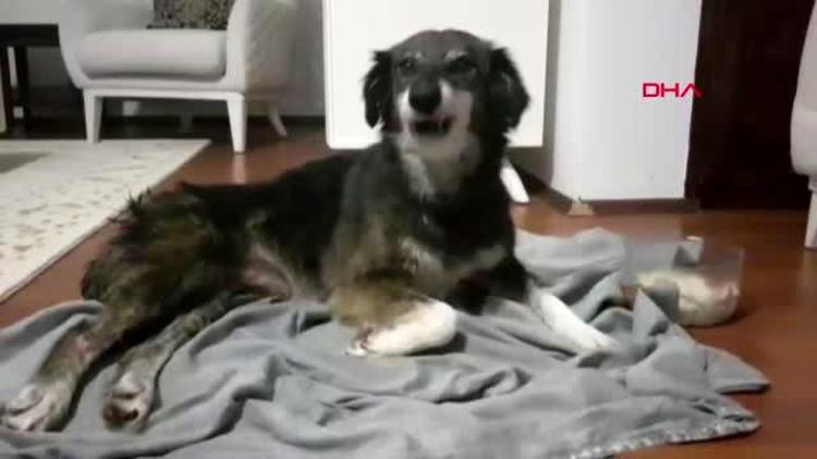 Silivri’de kurşunlanarak felç kalan köpek tedavi için Ankara’ya gönderildi