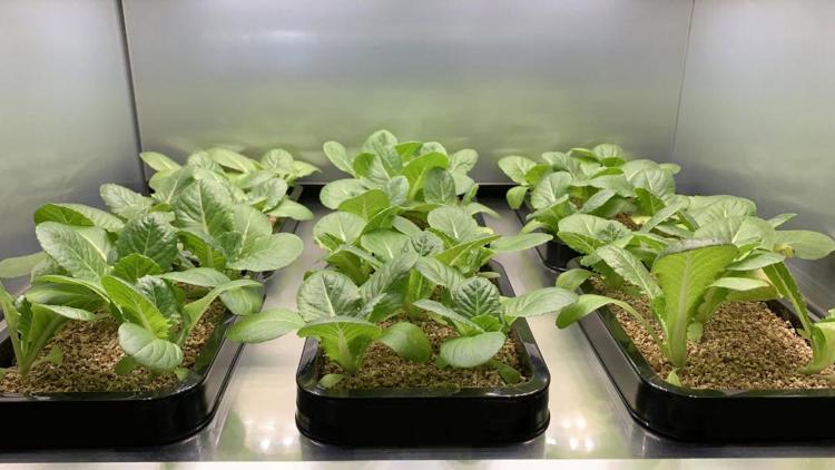 LG, şimdi de evler için sebze ekim aleti geliştiriyor
