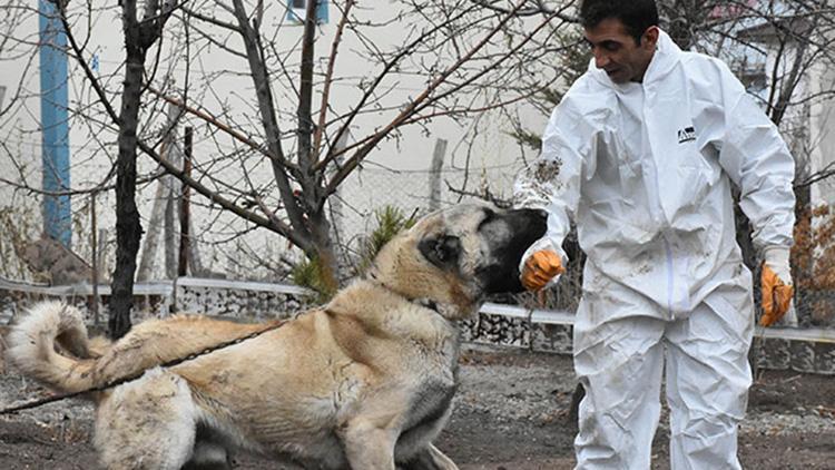 Sahibi, ’Herkül’ isimli Kangal köpeğine paha biçemiyor