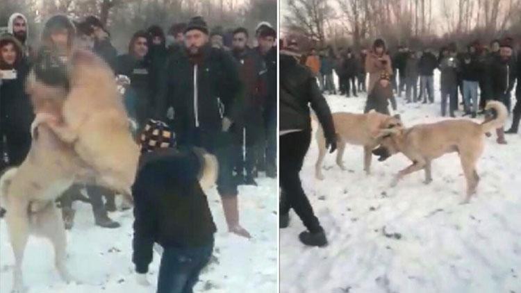 Köpek dövüşünü WhatsApp üzerinden organize etmişler