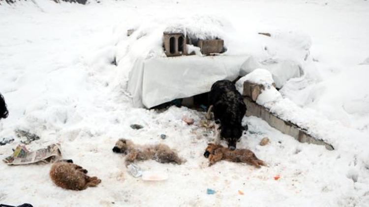 Yüksekovada dondurucu soğuklar: 3 yavru köpek öldü