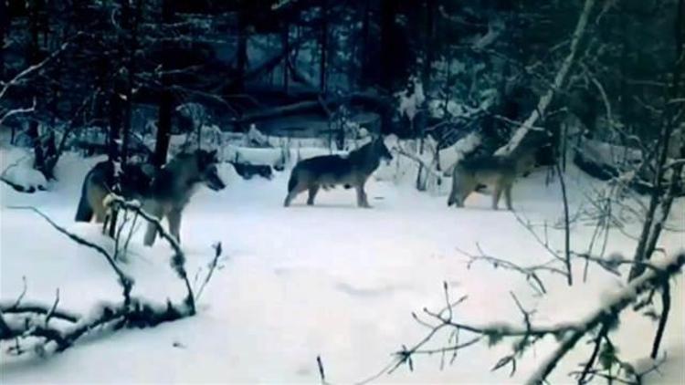 Çocukluğundan beri merak ettiği kurtları fotokapanla görüntüledi