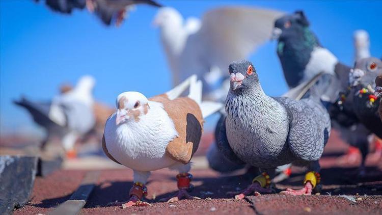 Rüyada güvercin görmek ve yakalamak ne anlama gelir? Rüyada beyaz güvercin görmenin tabiri