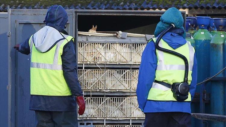 Dünyayı korkutan virüs salgını 100 binden fazlası itlaf edildi