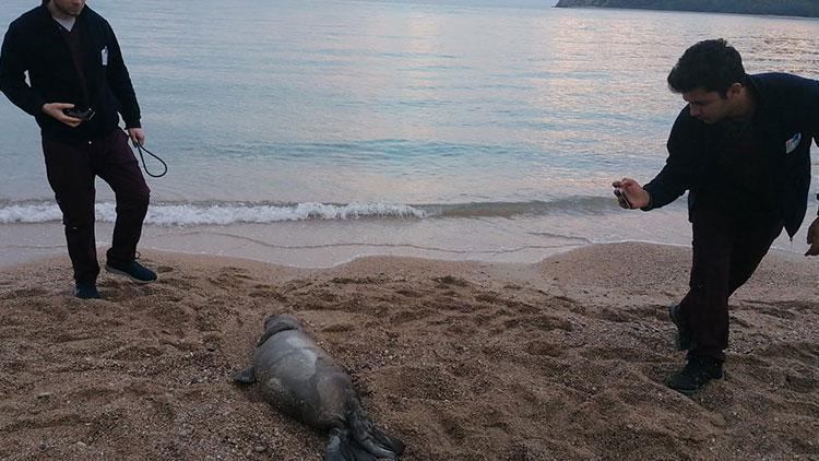 Antalyada ölü Akdeniz foku kıyıya vurdu