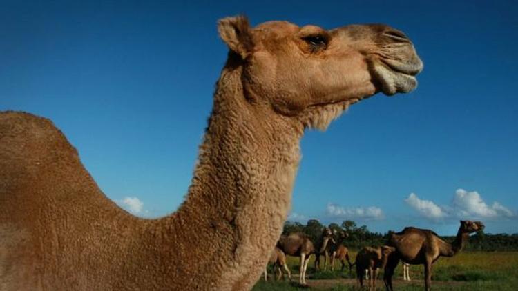 Avustralyada 5 bin yabani deve, kuraklık nedeniyle öldürüldü
