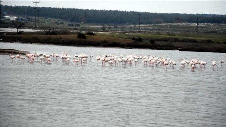 Gala Gölü’ne binlerce flamingo geldi