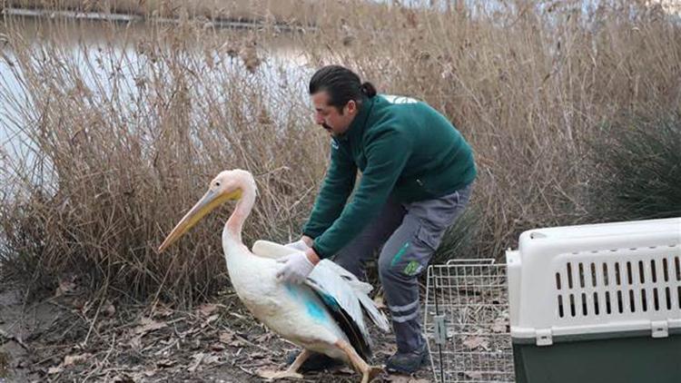Ak pelikan, balıkla beslenerek sağlığına kavuştu