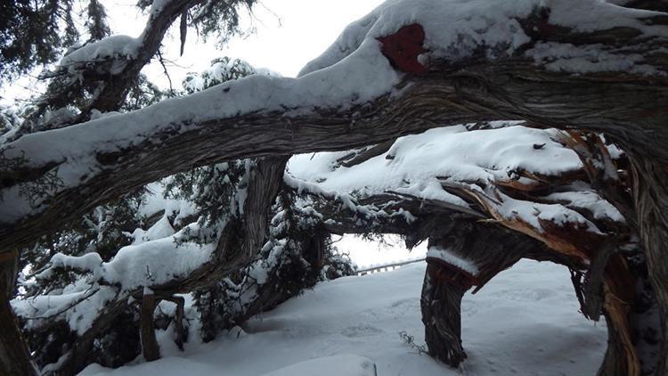 2 bin yıllık anıt ağaç kar yağışına dayanamadı