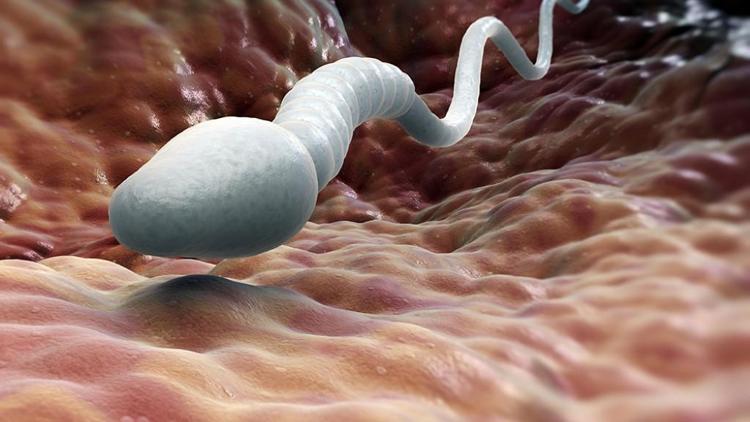 İngiltere, ölümden sonra sperm bağışını tartışıyor