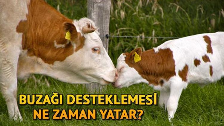 2018/2 Buzağı destekleme ödemesi ne zaman yapılacak Resmi açıklama