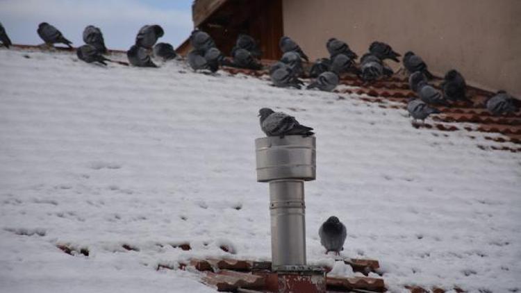 Üşüyen güvercinler doğal gaz bacasında ısındı