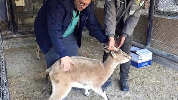 Bitkin halde bulunan yaban keçisi bakıma alındı