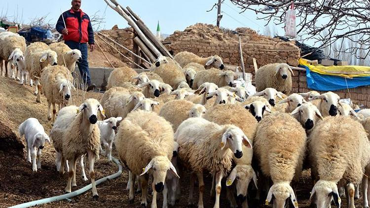 Kırşehirde 5 yılda 481 sertifikalı çoban yetiştirildi