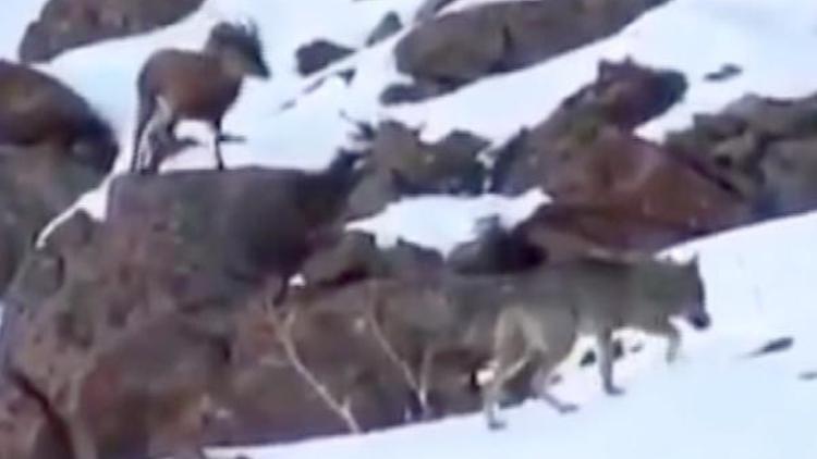 Erzincanda dağ keçisi ile kurt sürüsü yan yana görüntülendi