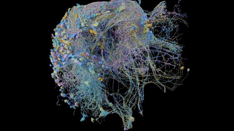 Google bu kez en kapsamlı beyin haritasını dünyayla paylaştı