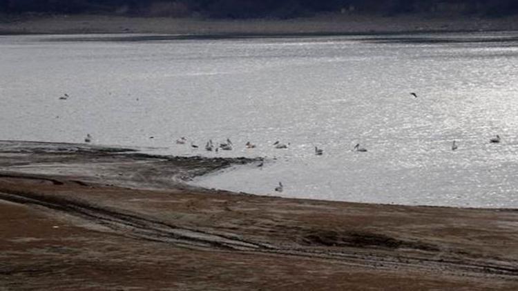 Kısmen kuruyan gölete pelikan akını