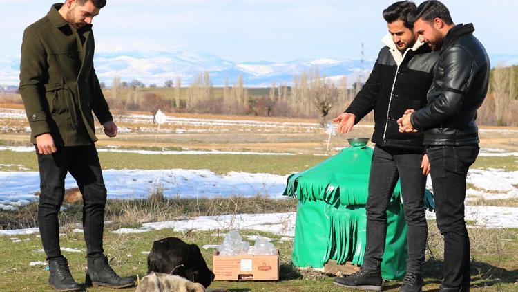 Üniversitelilerden sokak hayvanları için barınak