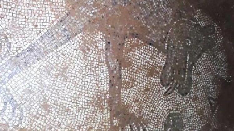 Kaçak kazıda Roma dönemine ait mozaikler bulundu