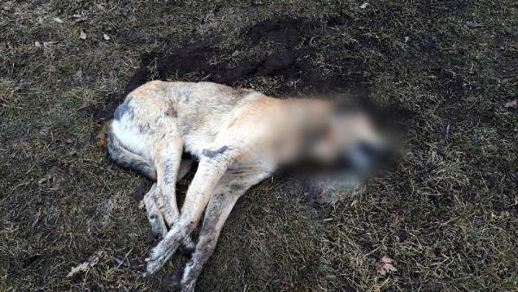 Ankarada 20 sokak hayvanı zehirlenerek öldürüldü