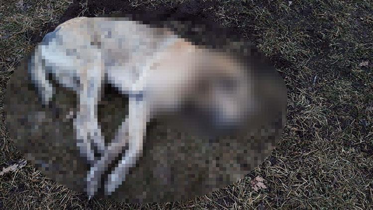 Ankarada 20 sokak hayvanı zehirlenerek öldürüldü Canilerce katledildi
