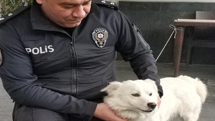 Kaybolan köpeğe polis şefkati