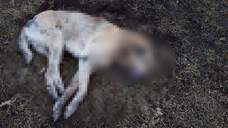 Ankaradaki köpek katliamında flaş gelişme