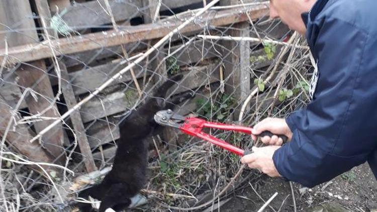 Tellere takılan kediyi itfaiye kurtardı