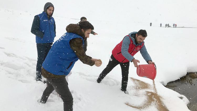 Kar kalınlığı 1 metreye ulaşınca, yaban hayvanları için yem bırakıldı