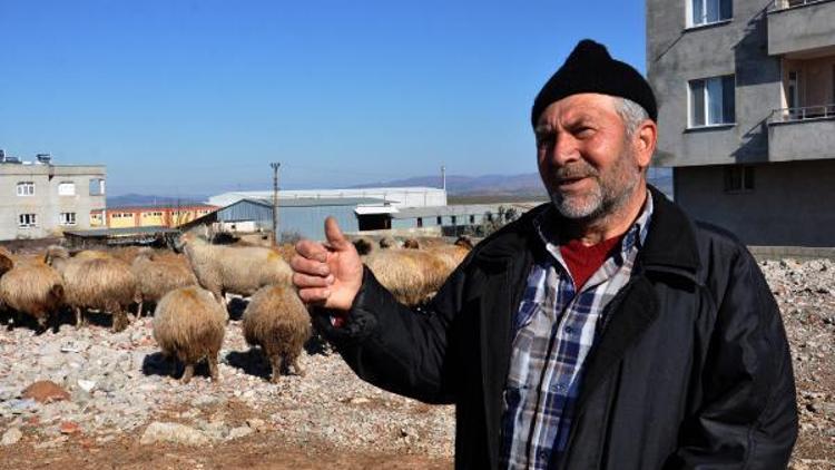 Koyun-keçi vebası rastlanan mahalle karantinaya alındı