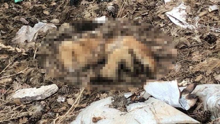 Uşakta çöplükte 20 köpek ölüsü bulundu