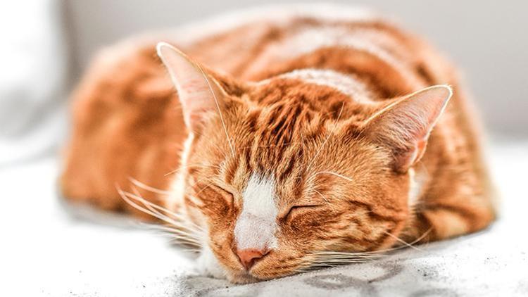 Koronavirüste 'Kedi' İddiası Doğru mu?