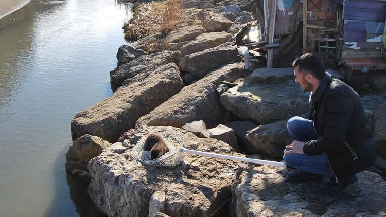 Zonguldakta bulunan su samuru yaşam alanına bırakıldı
