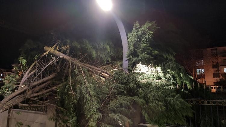 Ankarada fırtına ağaçları devirdi