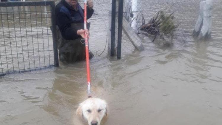 Sel sularında mahsur kalan köpek kurtarıldı