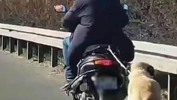Motosikletle sürüklenen köpek ölmek üzereyken bulundu