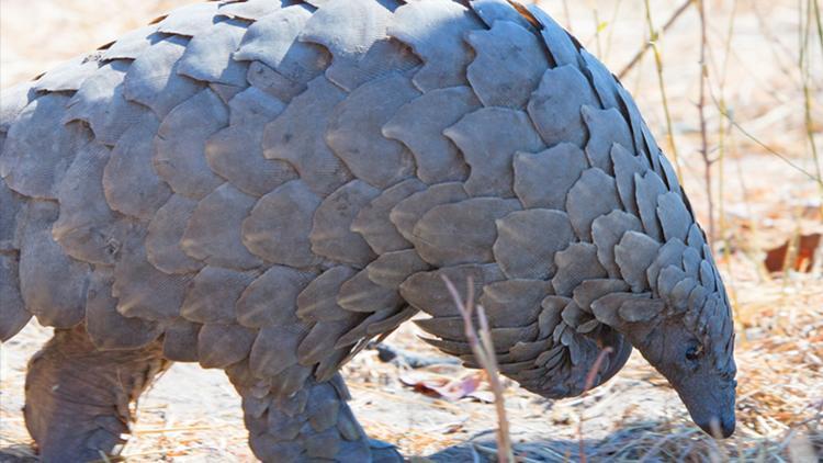 Pangolin hayvan türleri arasında dikkat çekiyor Pangolin nedir ve pulları ne işe yarar