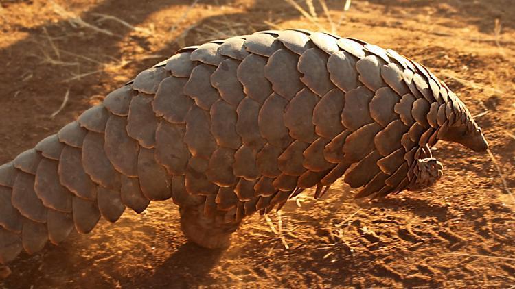 Corona Virüsünde son dakika gelişmesi.. Virüsün taşıyıcısı pangolin mi