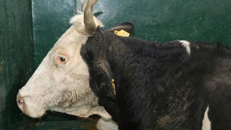 Enkazdan 16 saatte yaralı kurtarılan inek Nazlı tedavide