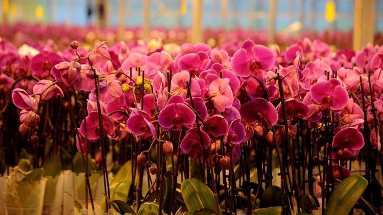 Sevgililer Günü orkidelerinin yüzde 30’u Adana’dan
