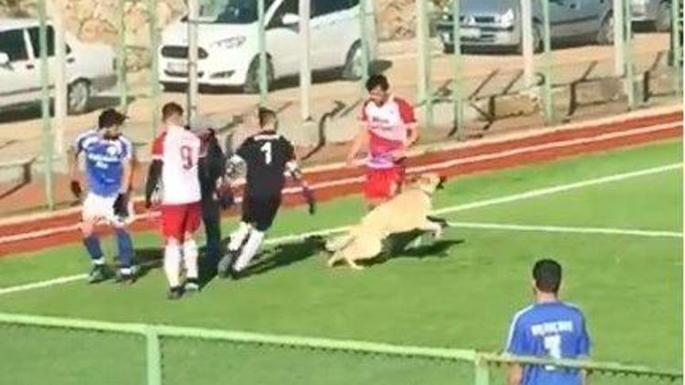 Maç sırasında sahaya giren köpek çıkmak istemeyince devreye futbolcular girdi