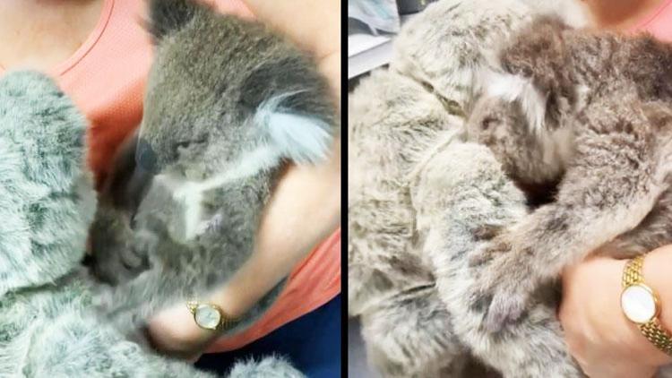 Çok acı görüntü Öksüz koala, oyuncak ayıyı annesi zannetti