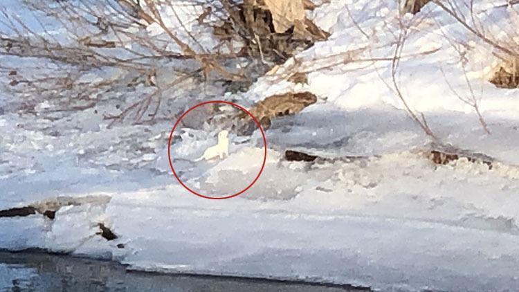 Beyaz gelincik Kars’ta görüntülendi