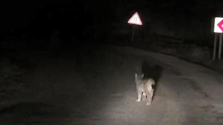 Nesli tükenmekte olan vaşağı görüntüledi