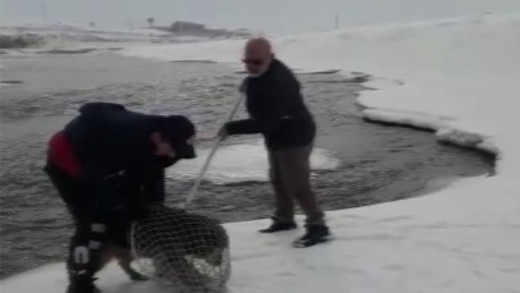 Murat Nehri’ne yemek aramaya giden kurt köpeği mahsur kaldı