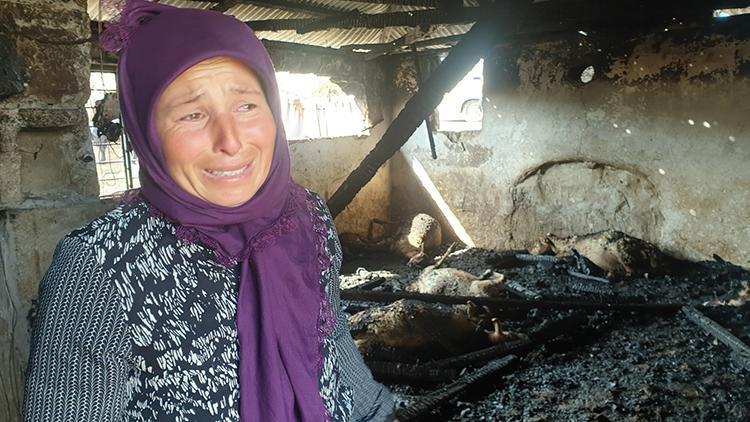Yangında 26 koyunu telef olan kadın, gözyaşlarına boğuldu